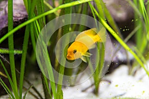 Shoal of malawi perch fish in aquarium