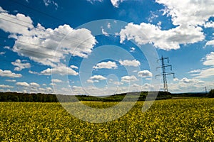 Shoal of malawi perch fish in aquariumblooming canola field blue sky some clouds