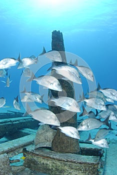 Shoal of Margate photo