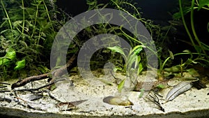 Shoal of ninespine stickleback wild fish explore sand bottom in temperate European coldwater biotope aquarium