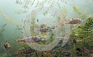 Shoal of perch in the lake