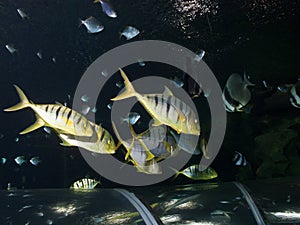 Shoal of Pilotfish photo