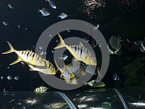 Shoal of Pilotfish