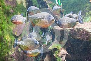 Shoal of Piranhas photo
