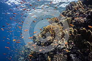 A shoal of red anthias fish floating vigorously against the backdrop of a coral reef