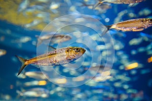 Shoal of red yellow tropical fishes in blue water, colorful clear underwater world