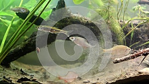 Shoal of Rhodeus amarus, European bitterling and Leucaspius delineatus ornamental fishes in freshwater lake biotope aquarium