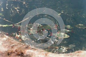 Shoal of roach and white bream