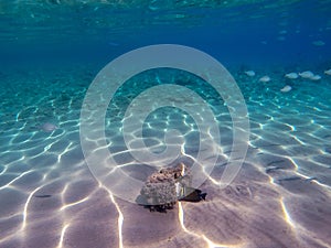 Shoal of Sargos or White Seabream swimming at the coral reef in the Red Sea, Egypt