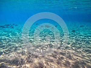 Shoal of Sargos or White Seabream swimming at the coral reef in the Red Sea, Egypt