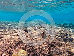 Shoal of Sargos or White Seabream swimming at the coral reef in the Red Sea, Egypt
