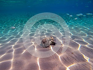 Shoal of Sargos or White Seabream swimming at the coral reef in the Red Sea, Egypt photo