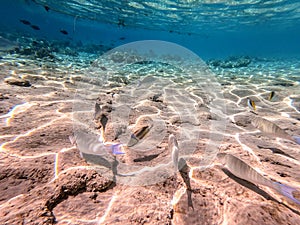 Shoal of Sargos or White Seabream swimming at the coral reef in the Red Sea, Egypt photo