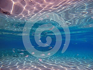 Shoal of Sargos or White Seabream swimming at the coral reef in the Red Sea, Egypt photo