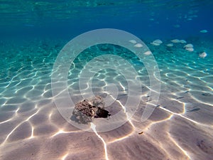 Shoal of Sargos or White Seabream swimming at the coral reef in the Red Sea, Egypt photo