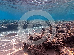 Shoal of Sargos or White Seabream swimming at the coral reef in the Red Sea, Egypt photo