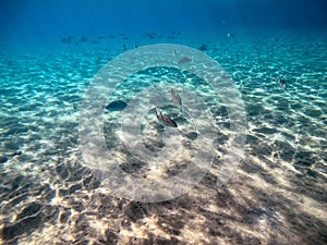 Shoal of Sargos or White Seabream swimming at the coral reef in the Red Sea, Egypt photo