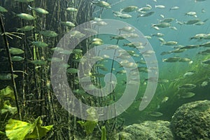 Shoal of Scardinius dergle fish on Krka River