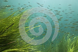 Shoal of Scardinius dergle fish on Krka River