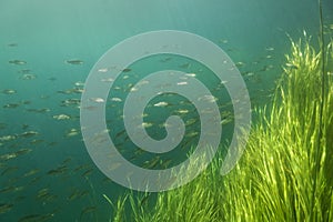 Shoal of Scardinius dergle fish on Krka River