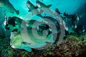 Shoal of scary green humphead parrotfish swimming in an ocean water