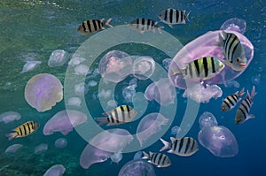 Shoal of Scissortail Sergeants (Abudefduf sexfasciatus) and jellyfishs