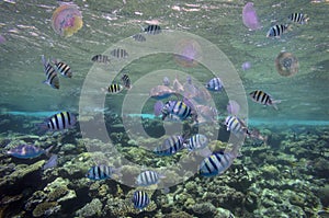 Shoal of Scissortail Sergeants (Abudefduf sexfasciatus)