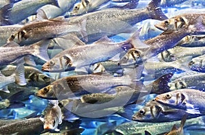 Shoal of Sea Bass