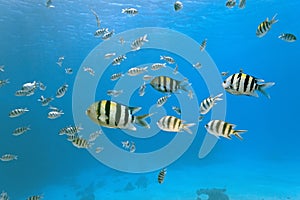 Shoal of sergeant fish photo