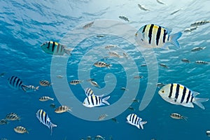 Shoal of sergeant fish