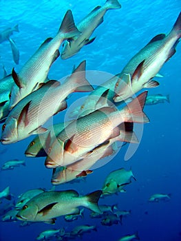 Shoal of silver Bream photo