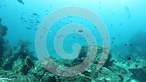 Shoal of snappers in the wonderful seabed of the Andaman Sea Islands in India.