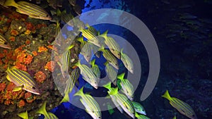 Shoal of snappers in the wonderful seabed of the Andaman Sea Islands in India.