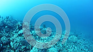 Shoal of snappers in the wonderful seabed of the Andaman Sea Islands in India.