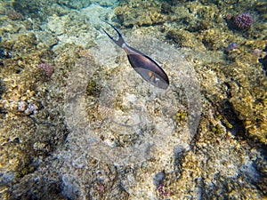 Shoal Surgeon fish at the red sea coral reef Acanthurus sohal.