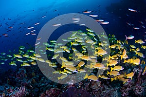 Shoal of Sweetlips