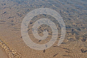 A shoal of tiny fish fry basking in the sunshine in the shallow along the coast of Baikal Lake