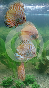 Shoal of white leopard discus fish