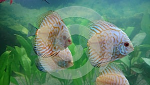 Shoal of white leopard discus fish