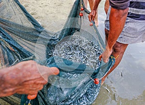Shoal of whitebait fish caught in a net at the edge of the sea o