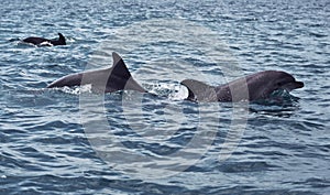 Shoal of wild dolphins swim