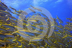 Shoal of yellow goatfish