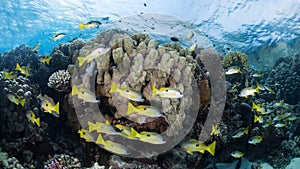 Shoal of yellow-striped snappers in a colorful coral reef