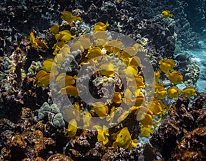 A shoal of yellow tang enjoying the reef