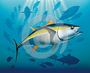 Shoal of yellowfin tuna