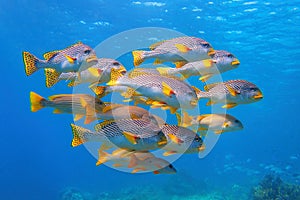 Shoaling beautiful yellow coral reef fish, Yellow-banded Sweetlips photo