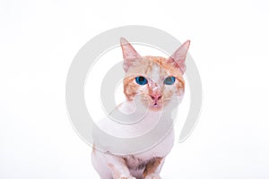 Shocked asian cat blue eyes portrait, isolated on white background.