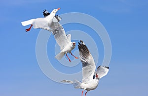 Shocked birds, Funny looking Seagulls face expression during snatching food in sky