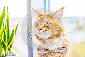 Shocked Cat wearing Butterfly Tie and waiting for His Bride, Wedding Concept