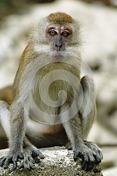 Shocked monkey photo